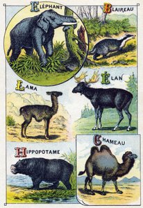Plade 4: Elefant, Grævling, Lama, Elan, Flodhest, Kamel. Indgravering i "Syllabary alfabet af vilde dyr"". Serie A. Pellerin et Cie, trykkerier-forlag, Epinal, slutningen af det 19. århundrede. Kromolitografier. Lille 8-siders reklamealbum indeholdende et  af French School
