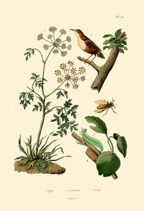 Gift Hemlock, 1833-39 af French School