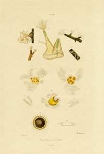 Polyp, 1833-39 af French School