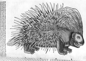 Porcupine, fra 