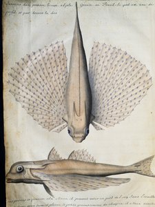 Profil og ryg af bevingede fisk, Big Island, Brasilien, akvarel fra logbog af Jacques Gouin de Beauchesne (1652-1730), kaptajn på Compagnie royale de la Mer du Sud, fra 1698 til 1701, Frankrig af French School