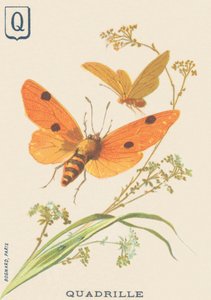 Q: Quadrille (Lithosia quadra eller Lithosie quadrille) af French School