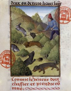 Kaninjagt - i "" Jagtbog af Gaston Phoebus, greve af Foix, Lord of Béarn"" af French School