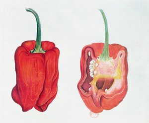 Rød peber, botanisk plade (wc på papir) af French School