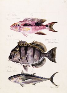 Rey tambova etc, c.1850dani af French School
