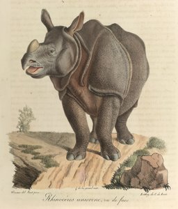 Et-hornet næsehorn. Et næsehorn, fra 