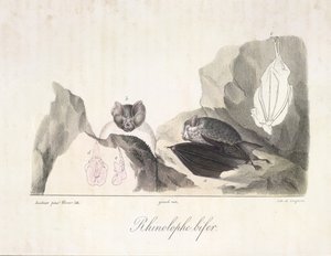 hestesko flagermus. Vampyrflagermus, fra Natural History of Mammals (farve litho) af French School
