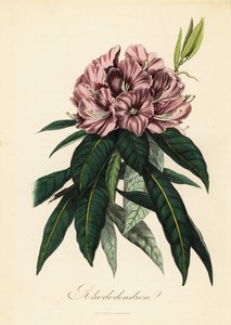 Rhododendron, Rhododendron javanicum af French School