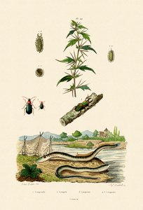 Rough Cockleburr, 1833-39 af French School