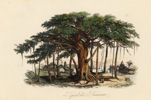 Hellig figentræ, Ficus religiosa, også kendt som bodhi-træet, banian-træet, banyan-træet, pippala-træet, peepul-træet, peepal-træet eller ashwattha-træet af French School