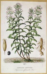 Saponaria officinalis, 1800-tallet (farvegravering) af French School