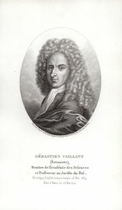 Sebastien Vaillant af French School