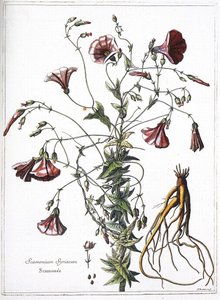 Scamoneum (Scamonium Syriacum) - fra "Samlingen af planter indgraveret efter ordre fra kong Louis XIV"" af French School