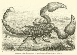 Cayenne kæmpe skorpion (gravering) af French School