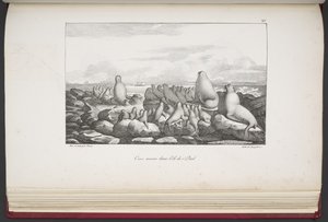 Sæler på Saint Paul Island, fra 