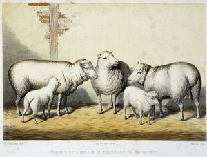 Får og lam fra Brebières-besætningen - Litografi af French School