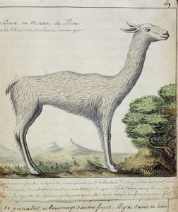 Får fra Peru (lama eller alpaka) (wc på papir)