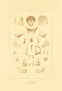 Skelet, 1833-39 af French School