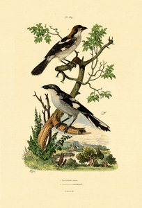 Sydlig gråtonge, 1833-39 af French School