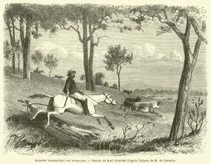 Squatter Gathering His Herds (gravering) af French School
