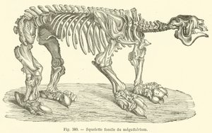 Megatherium fossilt skelet (gravering) af French School
