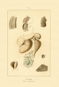 Mave, 1833-39 af French School