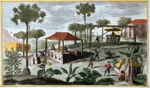 Sukkerproduktion i Vestindien, detalje fra 00155 - i "" Generel historie om Antillerne beboet af franskmændene af Du Tertre", tidligt i det 19. århundrede af French School