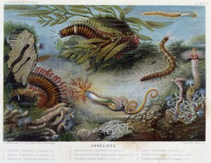 Sunapte de Duvernoy - i "" Le Monde de la Mer"" af Alfred Fredol. udg. Paris, Hackette. af French School