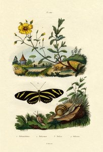 Sonnenröschen von French School