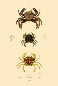 Svømmende krabber af French School