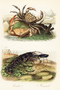 Tasmansk kæmpekrabbe, Pseudocarcinus gigas og europæisk hummer, Homarus gammarus af French School