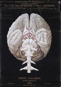 The Brain, fra Planches Murales dAnatomie et de Physiologie af Dr. Paul Regnard og Henry Johnson af French School