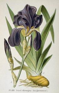 Den tyske irisblomst af French School