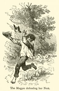 Skaden forsvarer sin rede (gravering) af French School