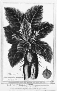 The Mandrake af French School