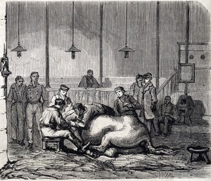 National Veterinary School of Alfort - Les grandes écoles de France - Veterinærskole i Maison Alfort i 1866 - Dissektionsrummet - Indgravering i "Le monde illustrious"" fra 1866 af French School
