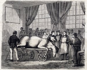 Den nationale veterinærskole i Alfort - De store skoler i Frankrig - veterinærskolen i Alforts hus i 1866 - operationsstuen - Indgravering i "Le monde illustrious" fra 1866 af French School