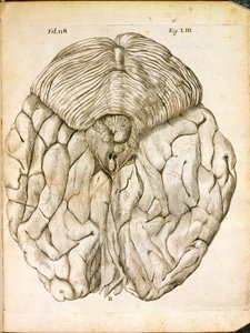 The Structure of the Brain, fra De Homine Figuris af Rene Descartes (1596-1650) udgivet i Haag, 1662 af French School