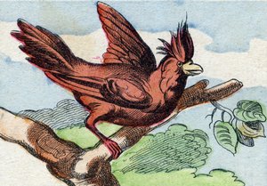 Kardinalen. Indgravering i "Buffon Alphabet des Oiseaux n 2". 3. Serie N 2. Billeddannelse af Epinal, Epinal, slutningen af det 19. århundrede. 16 sider. Mål: 28x21 cm af French School