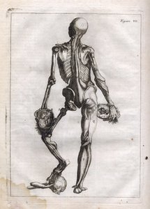 Denne figur kan tilfredsstille nysgerrigheden hos dem, der ønsker at se Corps depouille to the Bones - gravering i "Abstract Anatomy, accommodated to the arts of painting and sculpture" - "" Abrege d