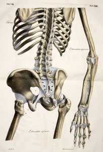 Thorax, fra den menneskelige krops anatomiske plader udført efter naturlige dimensioner, ledsaget af en forklarende tekst udgivet af cte de Lasteyrie af French School