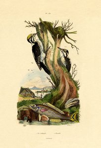 Tretået spætte, 1833-39 af French School