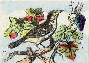 Trøske. Indgravering i "Buffon Alphabet des Oiseaux n 1". 3. Serie N 1. Billeddannelse af Epinal, Epinal, slutningen af det 19. århundrede. 16 sider. Mål: 28x21 cm af French School