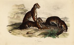 Tiger, Panthera tigris af French School