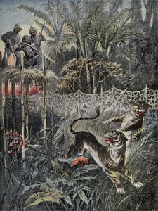 Tigerjagt i junglen i Indien: fenderne er bag nettet, og jægerne er i sikkerhed på belvederen. Indgravering i "" Le Pelerin"", den 05/02/1899. Selva Coll. af French School