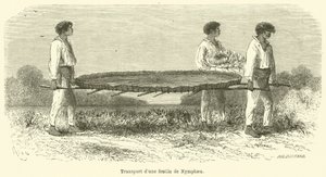 Transport af et Nymphaea-blad (gravering) af French School