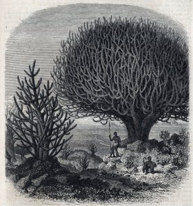 Træ Euphorbo i Østafrika (Sudan). Gravering af Freeman i "" The Picturesque Magasin"" af French School