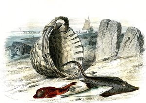 Trigle grondin (Trigle cuculus), hvilling (merlangius merlangus), raie grondin (dipturus batis) - Tallerken udvundet fra Histoire Naturelle af Bernard Germain de Lacepede (1856-1925), udgave P.Furme, Paris af French School
