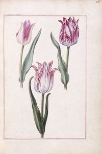 Tulipaner, 1700-tallet af French School