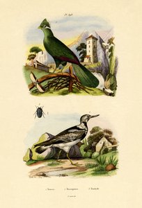 Turaco, 1833-39 af French School